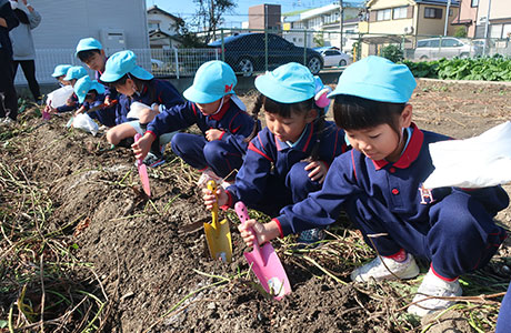 さつまいも掘り